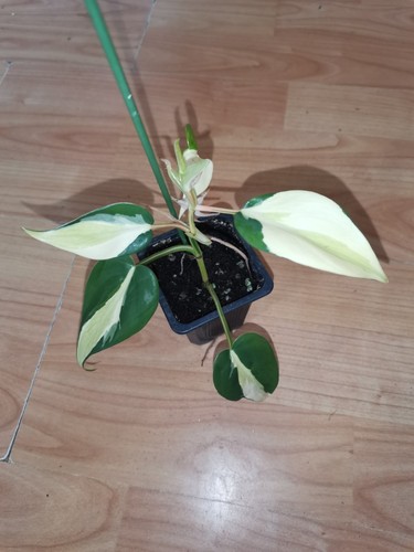 Philodendron silver stripe - philodendron,