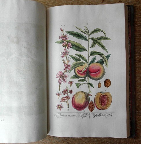Elisabeth blackwell - elisabeth,