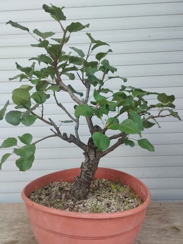 Pre bonsai pyrus pera birne - pyrus,, pera,