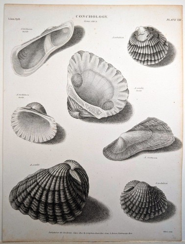 Muschelkunde archenmuscheln - muschelkunde:,