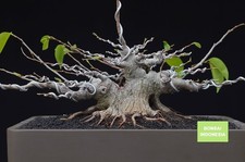 Big Sale - Bonsai Ficus