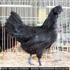 10 Bruteier Ayam Cemani +10%
