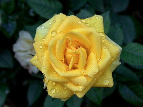 Gelbe rose samen gratis - rose-samen, +