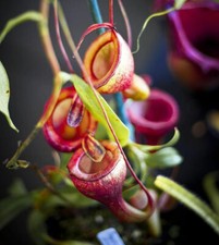 NEPENTHES JAMBAN –