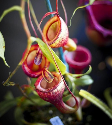 Nepenthes jamban - nepenthes,