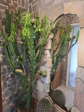 Kanarenwolfsmilch Euphorbia