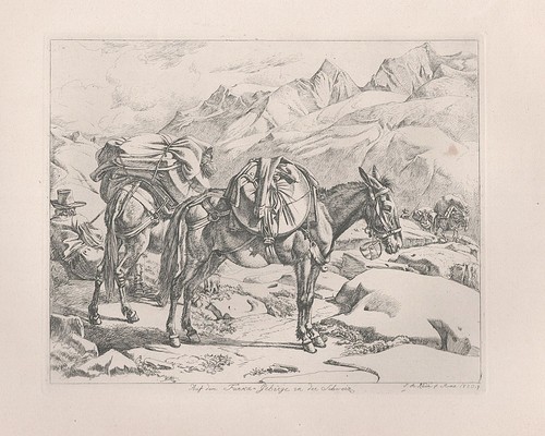 Furka gebirge schweiz - furka-gebirge, maultier
