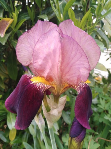 Schwertlilie iris 3 - *,