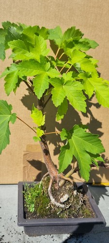 Bonsai bergahorn acer - ,