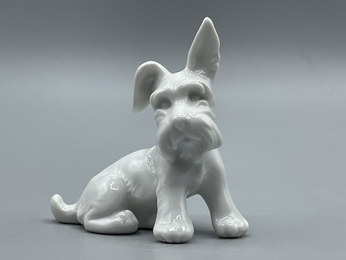 Junger scotch terrier hund - junger,