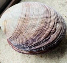 Venus maxima clam - venus,