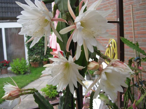 Epiphyllum weiß star flight - weiß,