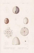 Echinoneus Seeigel sea urchin gravure engraving Stahlstich Cuvier 1849