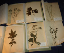 Pflanzen Herbarium  1964, lose