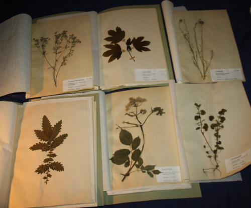 Pflanzen herbarium 1964 lose - pflanzen,