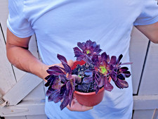 Aeonium black rose Succulent