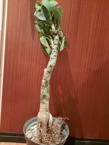 Adenia keramanthus caudex - adenia,