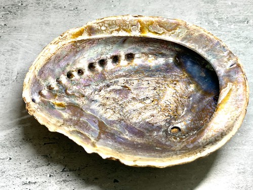 Dekorative abalone muschel mit - abalone,