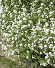 Steinkraut Schneeteppich Weiß Samen – Perfekt für Steingärten und Trockenmauern