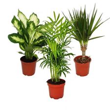 Exotenherz - Zimmerpflanzen-Mix II 3er Set, Dieffenbachia, Chamaedorea Dracena