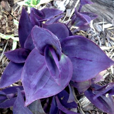 Tradescantia pallida biltmore - pallida, "biltmore
