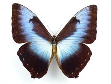 Morpho cisseis cisseis
