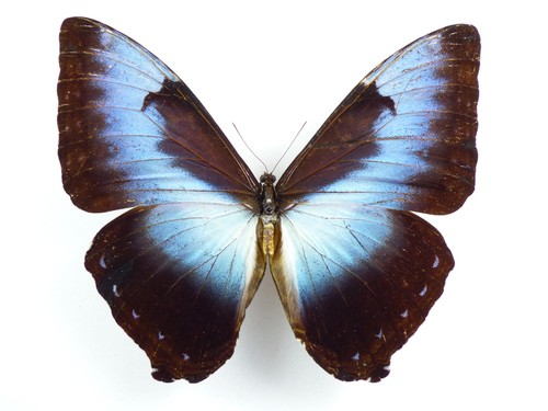Morpho cisseis cisseis