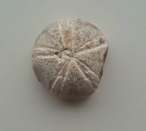 Seeigel fossil lincolnshire - seeigel,