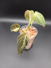 Philodendron Melanochrysum