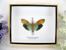 Red Nose Clown Lanternfly -