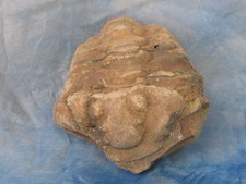 Fossilien trilobit - fossilien,