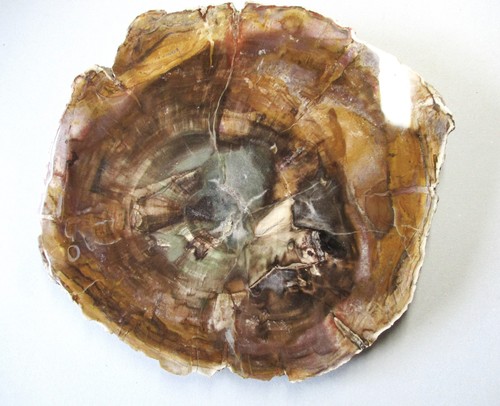 Fossiles versteinertes - fossiles,