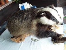 Präparat ausgestopft dachs - /ausgestopft, /dachs
