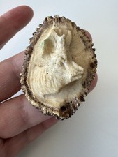 Antike Hirschhornrose