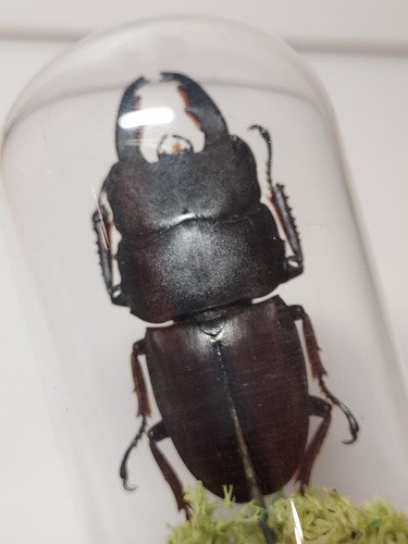 Mini glocke käfer dorcus - mini,