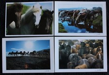 4 Postkarten Island Pony,Isländer,Pferd,Pferde,Pferdepostkarte,AK,Ansichtskarte