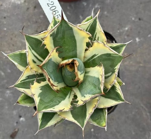 Agave titanota fo076 - titanota,