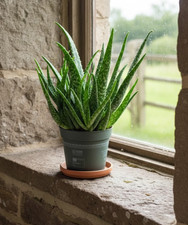 Echte aloe - echte,