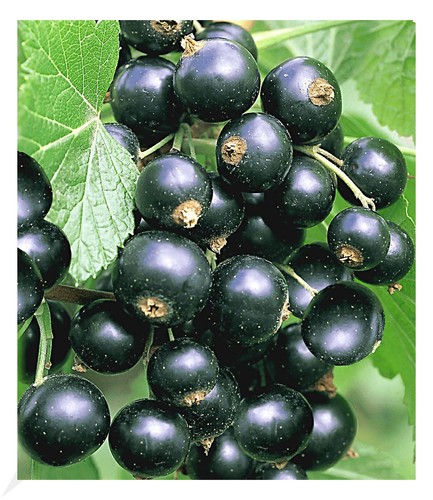 Johannisbeeren schwarze - johannisbeeren, 'schwarze