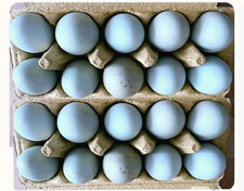 10 frische Bruteier, Bio Blau