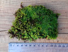 Moospolster 🌿 sattgrün –