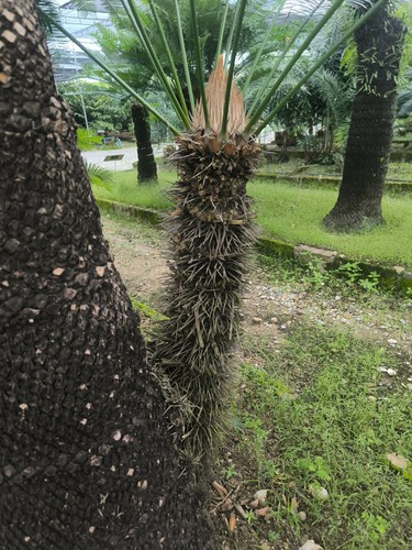Cycas xipholepis fresh - cycas, 4