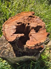 SKULPTUR  Akazie  Stamm Baum Deko  Unikat  hoch 24 cm x 21 cm  Terrarium HOHL