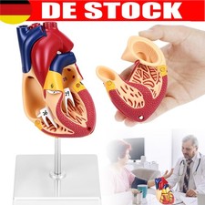 1:1 Anatomisches menschliches