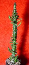 Cylindropuntia  subulata 26 cm