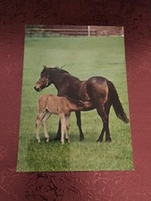 Alte Groh Pferdepostkarte Stute mit Fohlen AK Pferd 