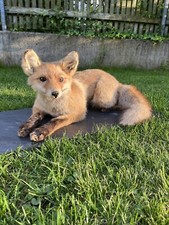 Hochwertiges Fuchs Präparat