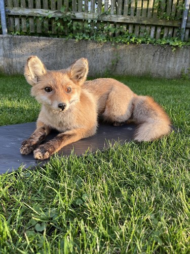 Hochwertiges fuchs präparat - fuchs,