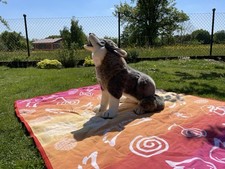 Verkaufe praktisch Neuen Steiff Wolf „Snorry“, Alle Original Schilder, 60cm Groß