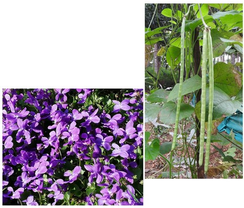 Super blumen samen sparset - blumen,